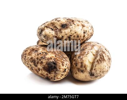 Tubercules de pommes de terre malades isolés sur fond blanc Banque D'Images