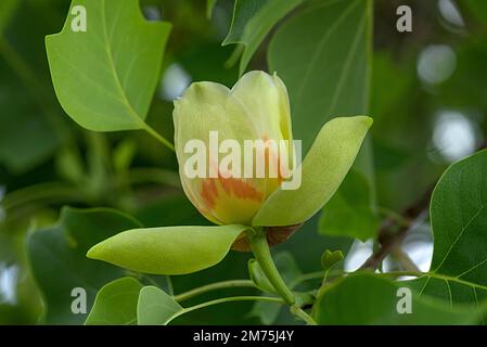 Fleur de tulipier de Virginie (Liriodendron tulipifera), Bavière, Allemagne Banque D'Images