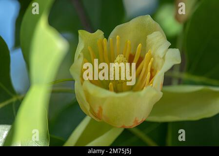 Fleur de la tulipe (Liriodendron tulipifera), Cloise up, Bavière, Allemagne Banque D'Images