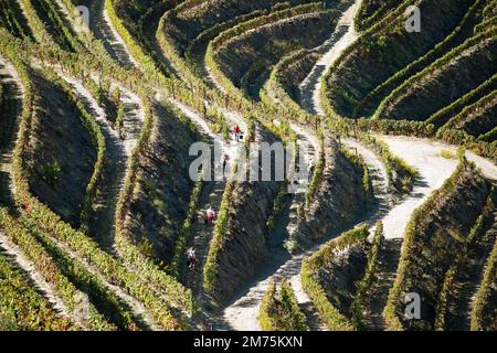 Terrasses de vins dans la vallée de l'Alto Douro, région viticole avec une appellation d'origine protégée, région du Nord, Portugal Banque D'Images