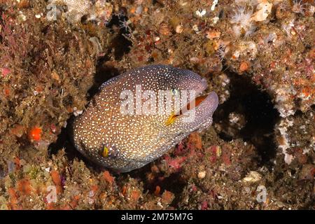 Moray de Starry (tymnothorax nudivomer) . Site de plongée Aliwal Shoal, Umkomaas, KwaZulu Natal, Afrique du Sud Banque D'Images