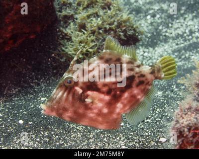 Corégone brun (Stephanolepis hispidus) . Site de plongée Malpique, la Palma, îles Canaries, Espagne, Océan Atlantique Banque D'Images