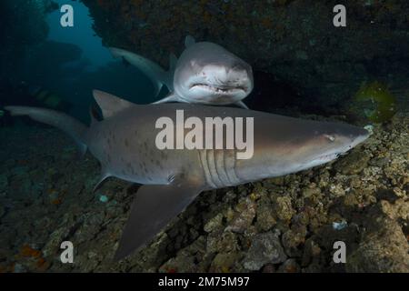 Deux requins tigres de sable (Carcharias taurus) dans leur coin. Site de plongée Protea Banks, Margate, KwaZulu Natal, Afrique du Sud Banque D'Images