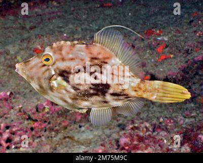 Corégone brun (Stephanolepis hispidus) . Site de plongée El Cabron Marine Reserve, Arinaga, Gran Canaria, Espagne, Océan Atlantique Banque D'Images