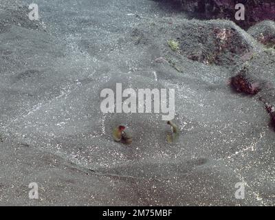 STINGray rond (Taeniura grabata) . Site de plongée Malpique, la Palma, îles Canaries, Espagne, Océan Atlantique Banque D'Images