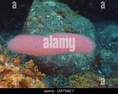 Pyrosomes roses (Pyrosoma atlanticum) . Site de plongée Malpique, la Palma, îles Canaries, Espagne, Océan Atlantique Banque D'Images