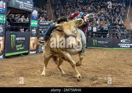 NEW YORK, NEW YORK - JANVIER 06 : Ednei Caminhas manèges Man Hater pendant le professionnel Bull Riders 2023 déchaînez l'événement de la Bête au Madison Square Garden sur 6 janvier 2023 à New York. Crédit : Ron Adar/Alay Live News Banque D'Images