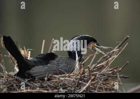 Grand cormoran (Phalacrocorax carbo) se reproduisant dans le nid du Wilhelma, Stuttgart, Baden-Wuerttemberg, Allemagne, Europe, faune Banque D'Images