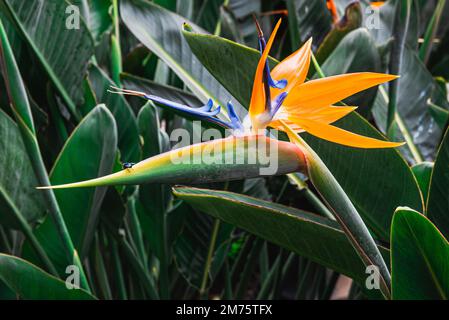 Strelitzia reginae communément connu comme l'oiseau de paradis Banque D'Images