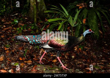 dinde ocellée ou Meleagris ocellata dans la jungle près de Tikal au Guatemala Banque D'Images