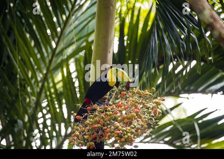 Toucan à bec de quille ou ramphastos sulfuratus dans un arbre Banque D'Images
