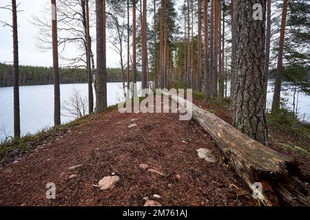 Image d'une route de marche avec de hauts arbres entourés d'un lac. Banque D'Images