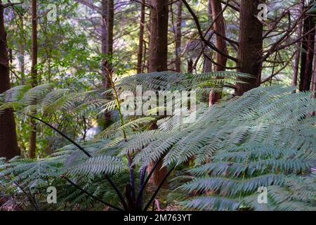 Une fougère indigène de Nouvelle-Zélande (Dicksonia squarrosa) Banque D'Images