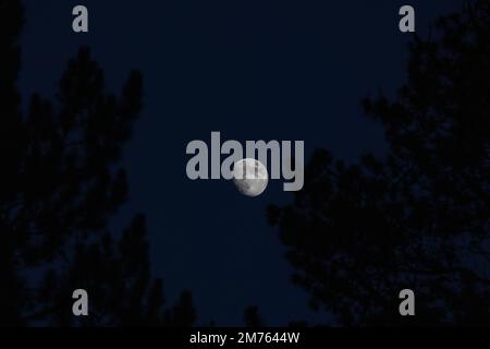 Gros plan sur la lune de cire - quelques jours avant la pleine lune - prise de vue en début de soirée contre le ciel bleu foncé. Silhouette de l'arbre et des branches devant. STU Banque D'Images