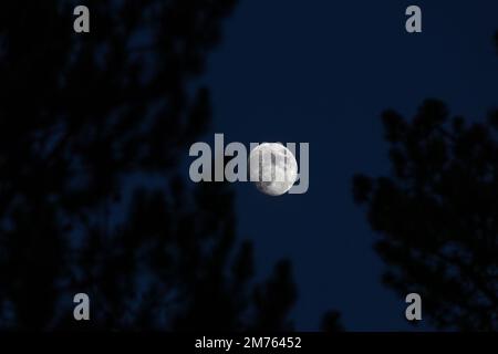 Gros plan sur la lune de cire - quelques jours avant la pleine lune - prise de vue en début de soirée contre le ciel bleu foncé. Silhouette de l'arbre et des branches devant. STU Banque D'Images