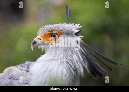 Secrétaire oiseau [ Sagittaire serpentarius ] au zoo de Paington, à Paington, au Royaume-Uni Banque D'Images