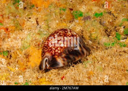 Le cowry réticulé, Cypraea maculalifera, est également appelé le cowry noir, Hawaii. Banque D'Images