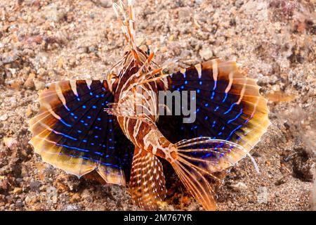 Le rare poisson-lionfish à nageoires noires en eau profonde, Parapterois heterura, est également connu sous le nom de corégone à pieds-noirs, Anilao, Philippines. Ce scorpionfish parfois Banque D'Images