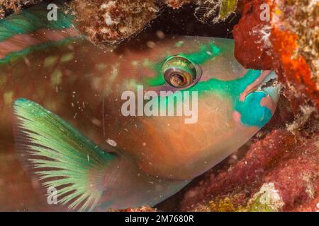 Un perroquet tricolore, Scarus tricolor, dormant la nuit protégé par un cocon de mucus qu'il secrets, récif de Tubbataha, Philippines. Un parasite peut l'être Banque D'Images