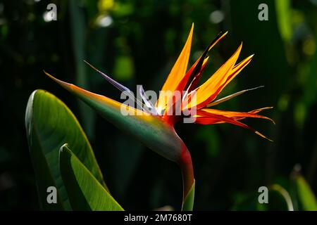 Gros plan image rétro-éclairée d'une fleur d'oiseau de paradis sur fond de feuillage vert foncé. Banque D'Images