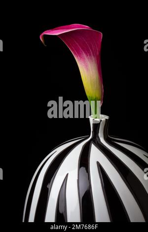 Nénuphar violet dans un vase à rayures Banque D'Images