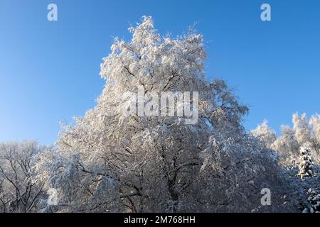 Magnifiques photos d'arbres après de fortes chutes de neige par temps ensoleillé Banque D'Images