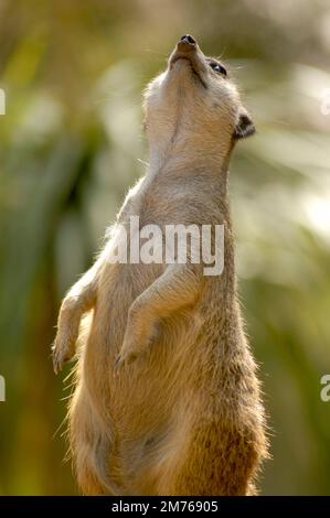 Ce meerkat laisse le soleil dans son visage et est mignon comme il se tient sur ses pattes arrière. Banque D'Images