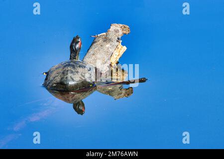 Alertez la tortue d'eau douce assise sur une petite bûche qui se couche au soleil. Banque D'Images