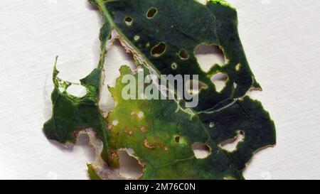 Une feuille de chou gravement endommagée par les chenilles (papillon de Pieris rapae). Banque D'Images