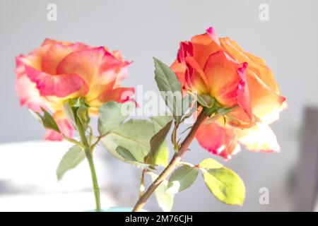 Les roses et les pétales de couleur coucher de soleil de pêche, de rose, d'orange et de pêche ont une ambiance et une sensation éthérées rêveuses dans la lumière naturelle douce Banque D'Images