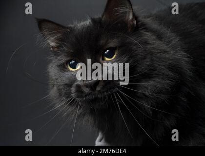 Gros plan d'un beau chat noir aux cheveux longs. Banque D'Images
