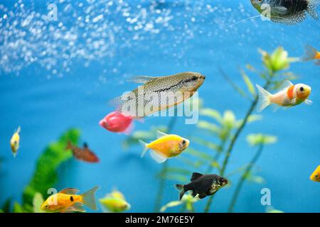 Poissons exotiques colorés nageant dans un aquarium d'eau bleu profond avec des plantes tropicales vertes Banque D'Images