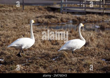 Deux cygnes marchent sur le terrain au printemps Banque D'Images