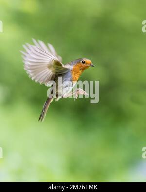 Robin européen [ erithacus rebecula ] en vol Banque D'Images