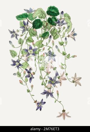 Branche de fleur de merle de Saint-Ange vintage pour la décoration Illustration de Vecteur