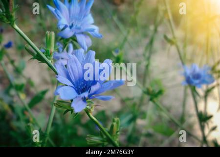 fleurs de maïs bleues sur le côté de la route de campagne. Banque D'Images