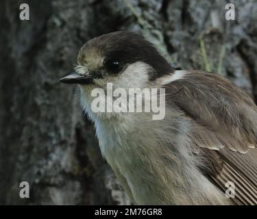 Portrait en gros plan de One Canada Jay (Perisoreus canadensis). Également appelé gris ou gris Jay, ou Whiskeyjack. Prise à Strathcona Park, C.-B., Canada. Banque D'Images