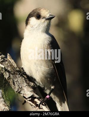 Portrait en gros plan d'un geai canadien (Perisoreus canadensis) sur une branche d'arbre faisant face à la caméra. Il possède une balise de surveillance. Également appelé gris ou gris Jay, Banque D'Images