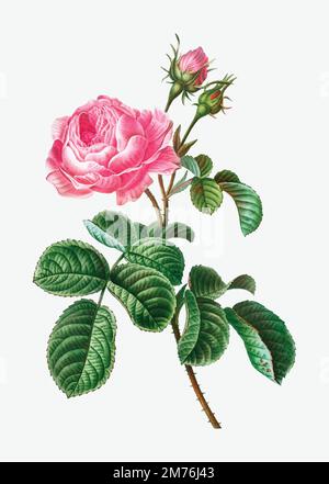 Vintage chou rose branche vecteur Illustration de Vecteur