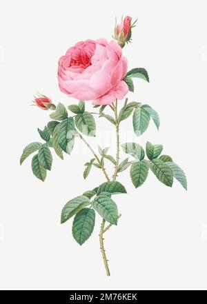 Le chou de Bourgogne Rose, les cent feuilles de Bordeaux (Rosa centifolia urgundiaca) des Roses (1817–1824) par Pierre-Joseph Redé. Original de Illustration de Vecteur