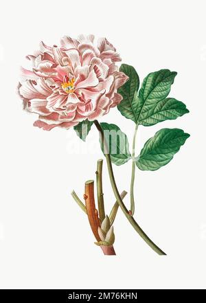 Rose vintage Moulan pivoine vector Illustration de Vecteur