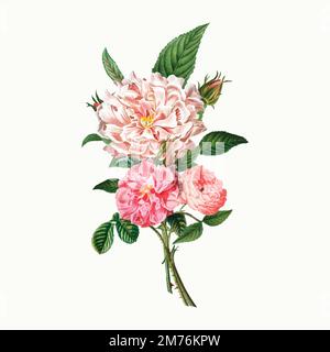 Pivoines roses vintage et vecteur de roses Illustration de Vecteur