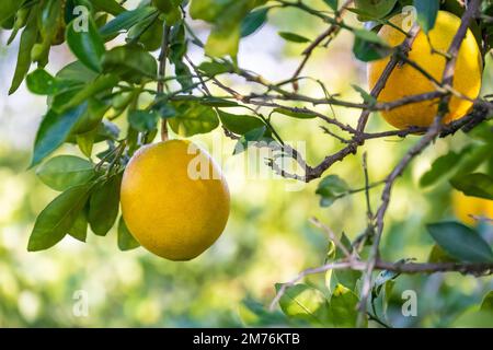 Cara cara navel oranges (également connues sous le nom d'oranges navel rouges) dans une plantation d'agrumes à Showcase of Citrus à Clermont, en Floride. (ÉTATS-UNIS) Banque D'Images