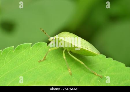 Insecte vert du sud rampant sur la feuille verte. Java Indonésie. Viridula de Nezara. Banque D'Images