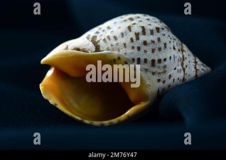 Un gros plan sur une coque de mer sur un fond sombre. Belle texture de la coquille Banque D'Images