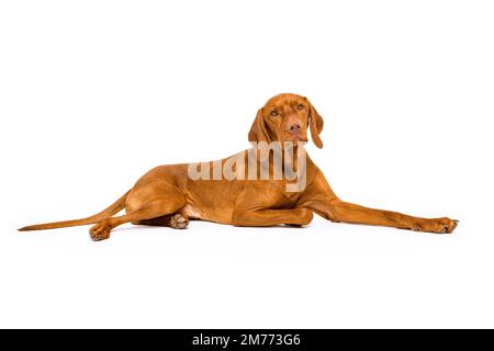Beau portrait studio complet de chien vizsla hongrois. Chien allongé et regardant la caméra sur fond blanc. Banque D'Images