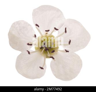 Tête de fleur de Hawthorn isolée sur fond blanc Banque D'Images