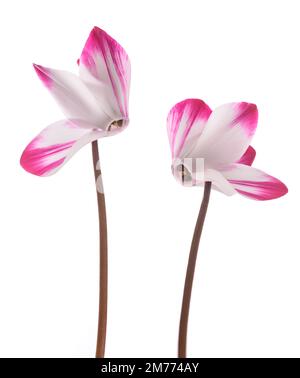 Fleurs de cyclamen persan isolées sur fond blanc Banque D'Images