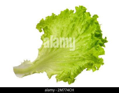 Salade de laitue isolée sur fond blanc Banque D'Images