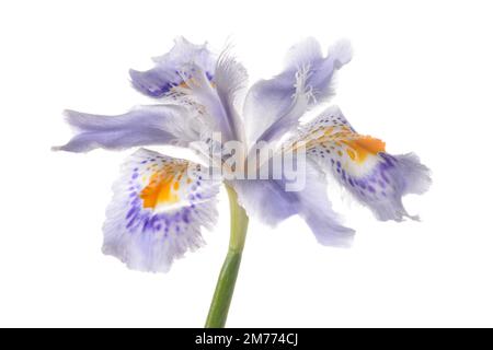 Iris japonica tête de fleur isolée sur fond blanc Banque D'Images